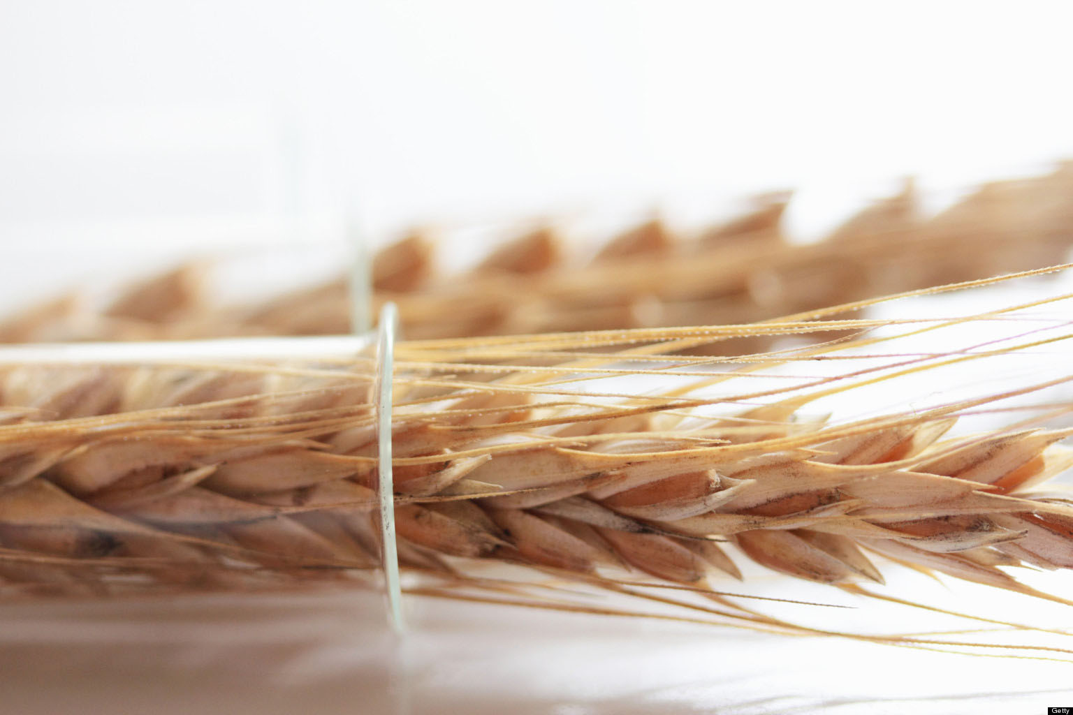 Is There a Relationship Between GMOs and Gluten Sensitivity?