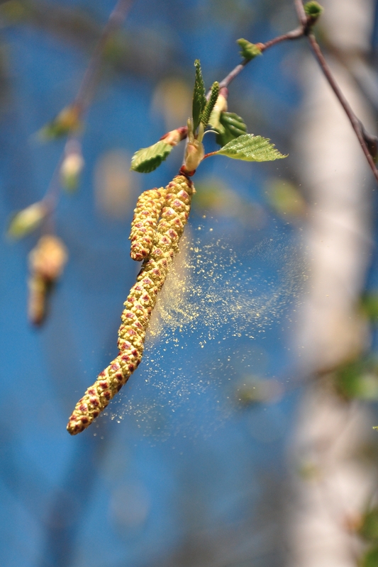 Spring Allergies