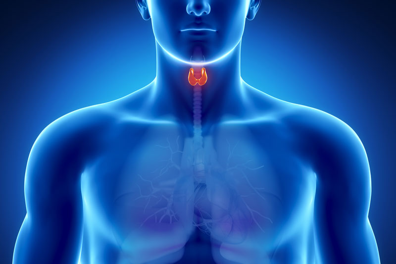 Hypothyroidism: Natural Support for a Sluggish Thyroid (Part 1)
