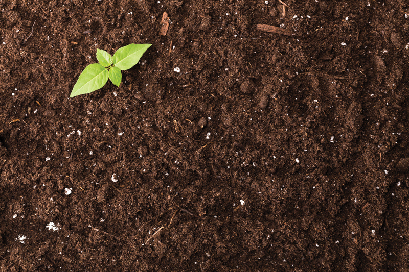 Soil as a Gateway for Eliminating Toxins