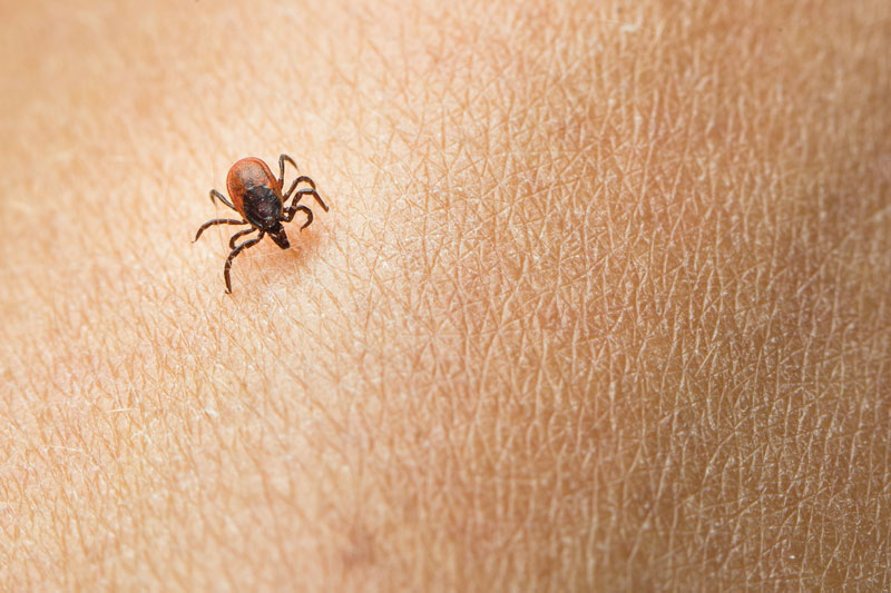 What Lyme Disease Does to Our Immune System