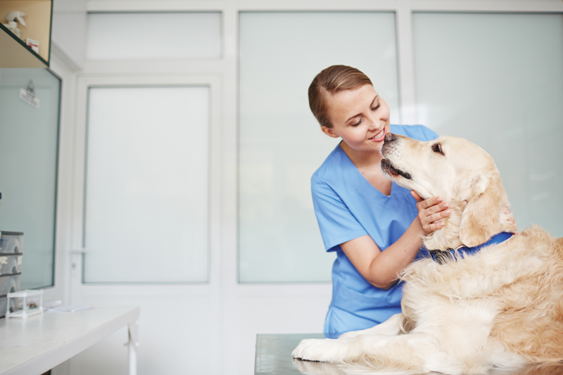 How Chiropractic and Osteopathy Fits into Your Pet’s Life