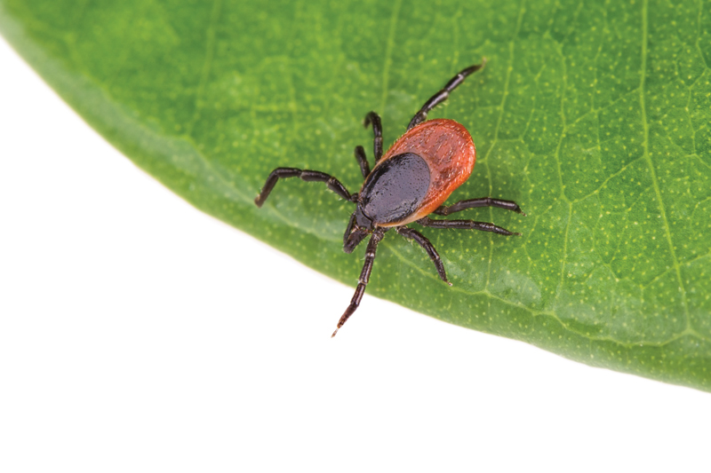 Biomagnetism is a Revolutionary Approach for Lyme Disease