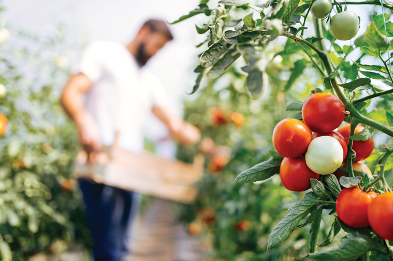 Tomato Plants and Trusts