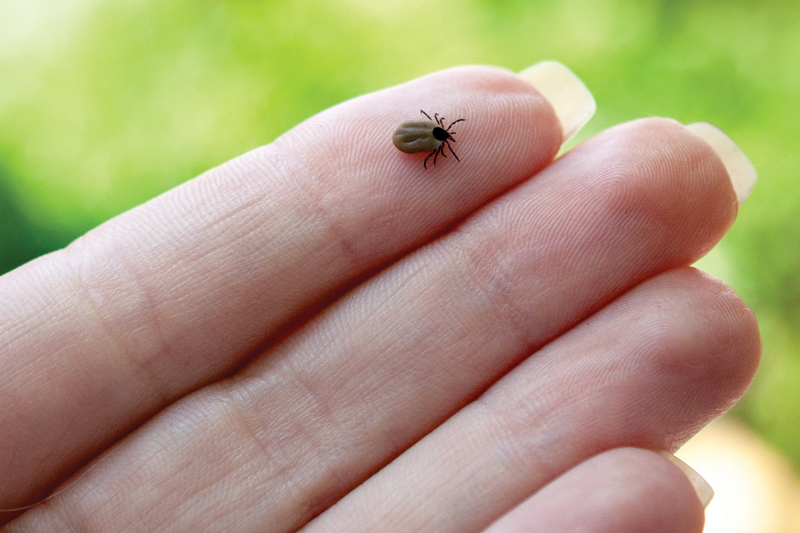My Journey with Lyme Disease