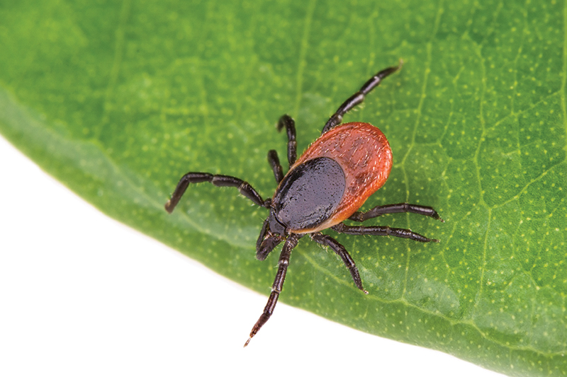 The Sudden Rise of Tick-Borne Diseases and Natural Treatments in Combating This Epidemic