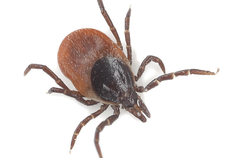 A Healthy Immune System Is the Best Lyme Disease Prevention