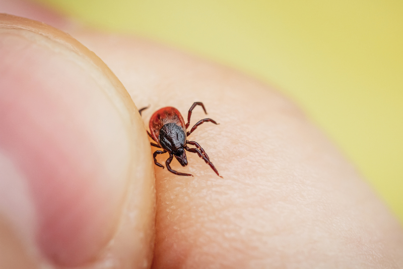 Dr. Hinchey’s 10B Approach – Core Principles for Healing Lyme and Tick-Borne Disease