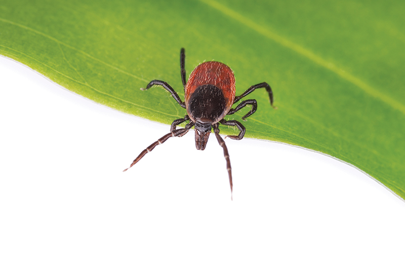 Lyme Disease & The Immune System: The Connection & Path to Healing
