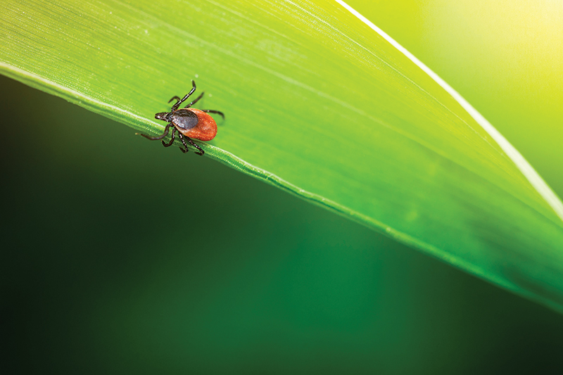 The Secrets to Vector-Borne Disease Resolution